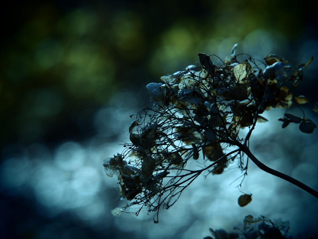 壊れた記憶  ～枯れ紫陽花～