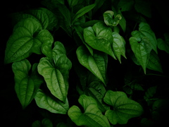 leaves