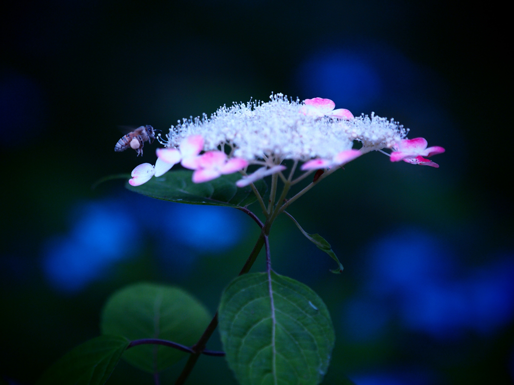Honeybee  ～赤と青のおもてなし～
