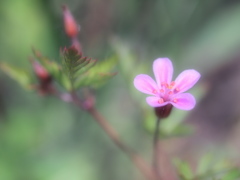 ちっちゃいはな  花の名知らず