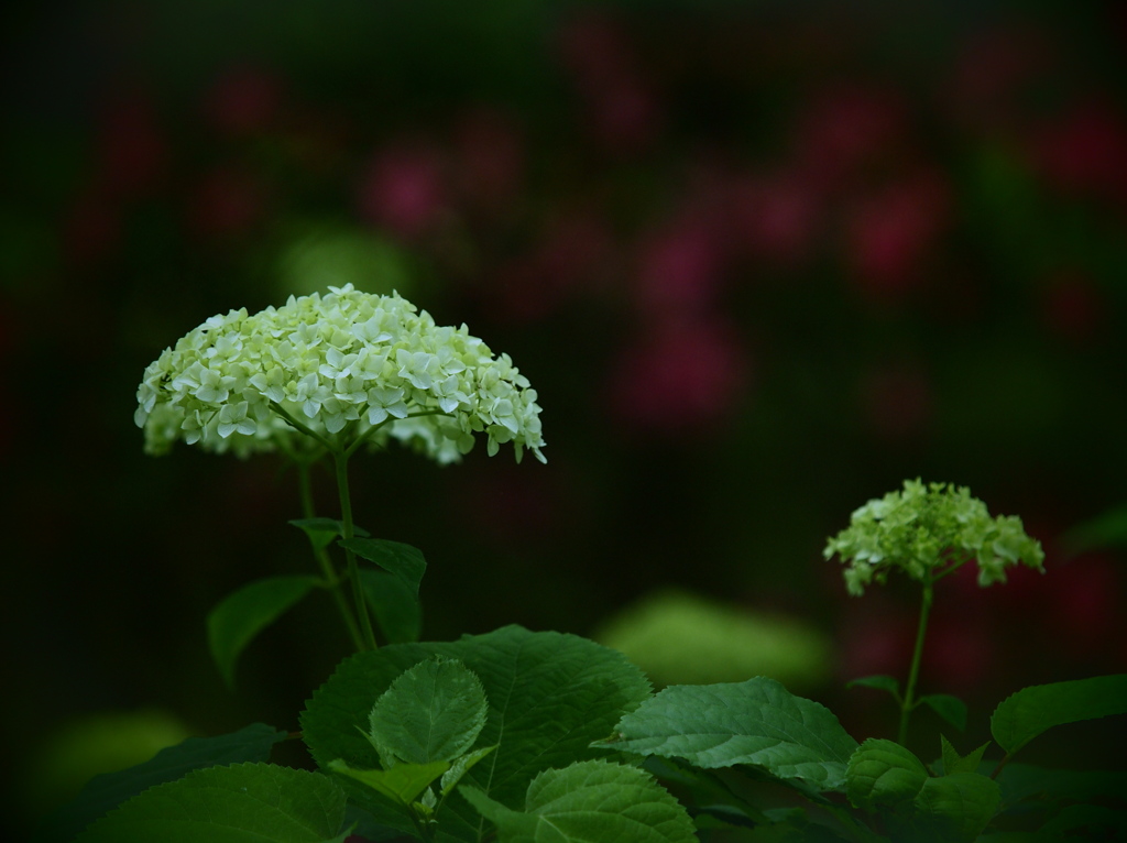 海月の棲む森   ～あなべる～