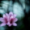 spirit