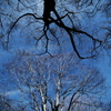 蒼穹 Light and shadow