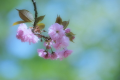 ぱすてる色の春・八重桜