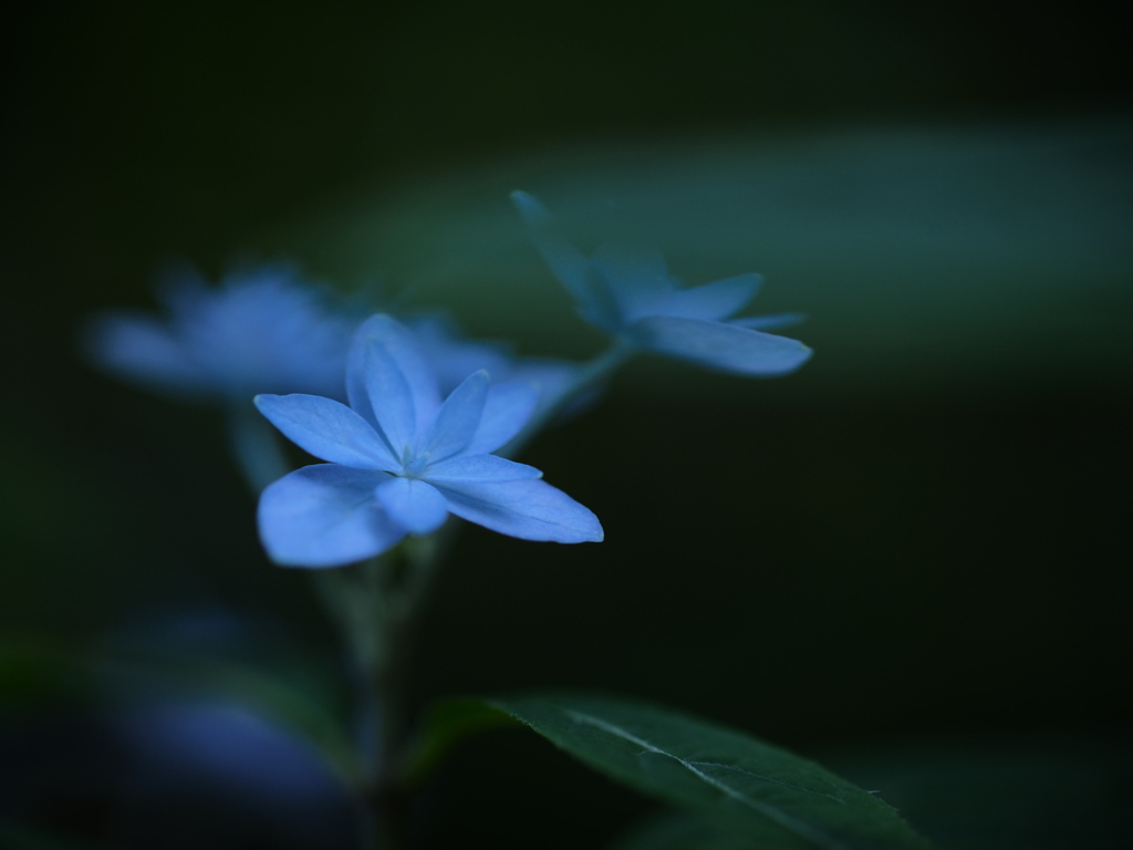 精霊の吐息　～七段花～