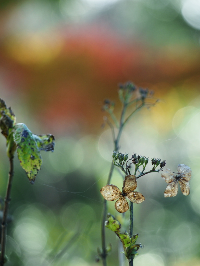 栄華の余韻 ～枯れ紫陽花～