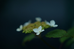 小糠雨の降る午後