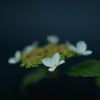 小糠雨の降る午後