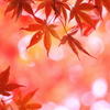 光の中を舞う