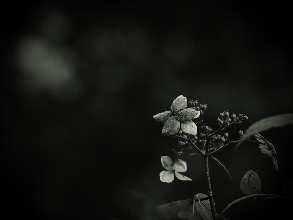 枯れ華 ～枯れ紫陽花～