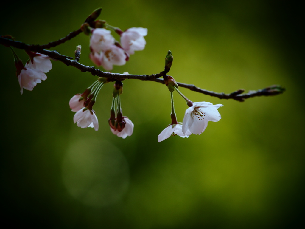 桜日和  ⑤