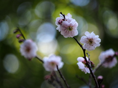 早春の香り