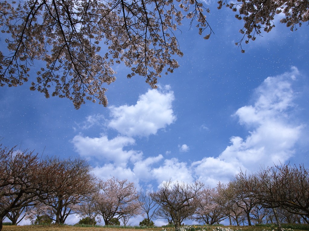 四月の空の下 - 桜吹雪 -