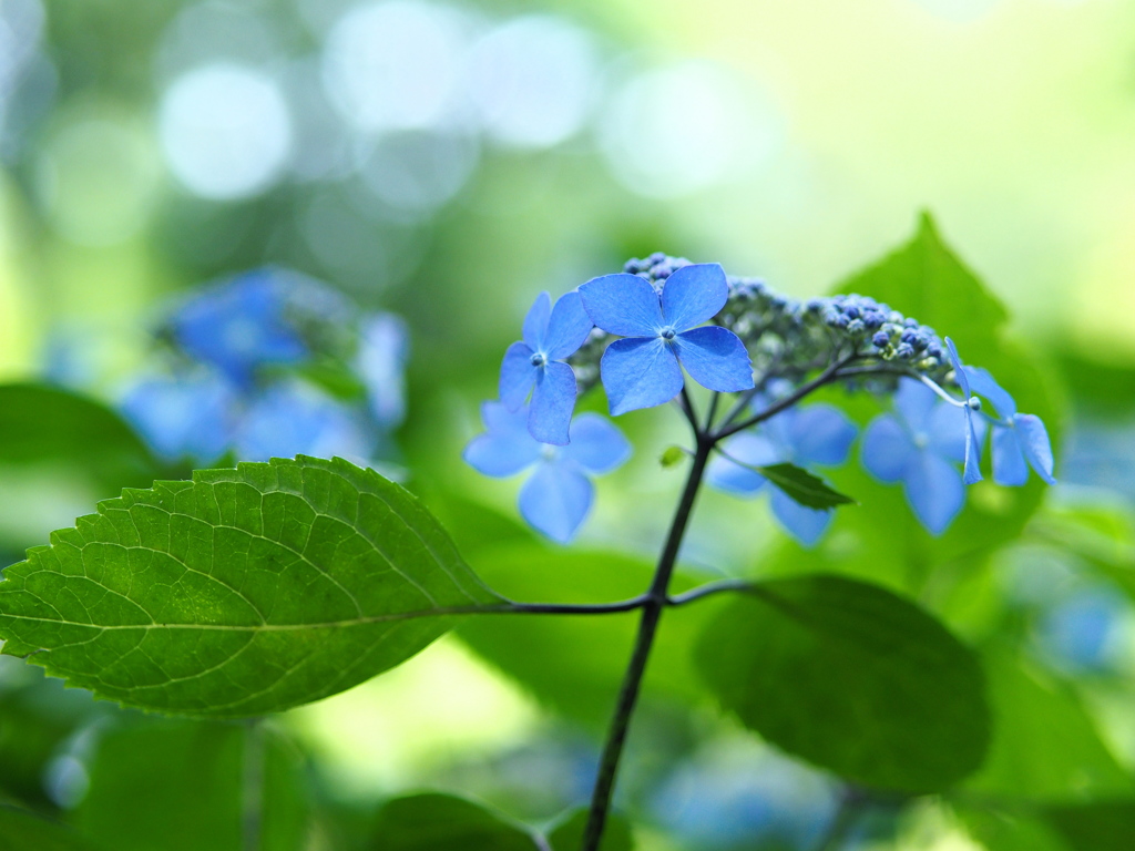 紫陽花も踊る午後♬