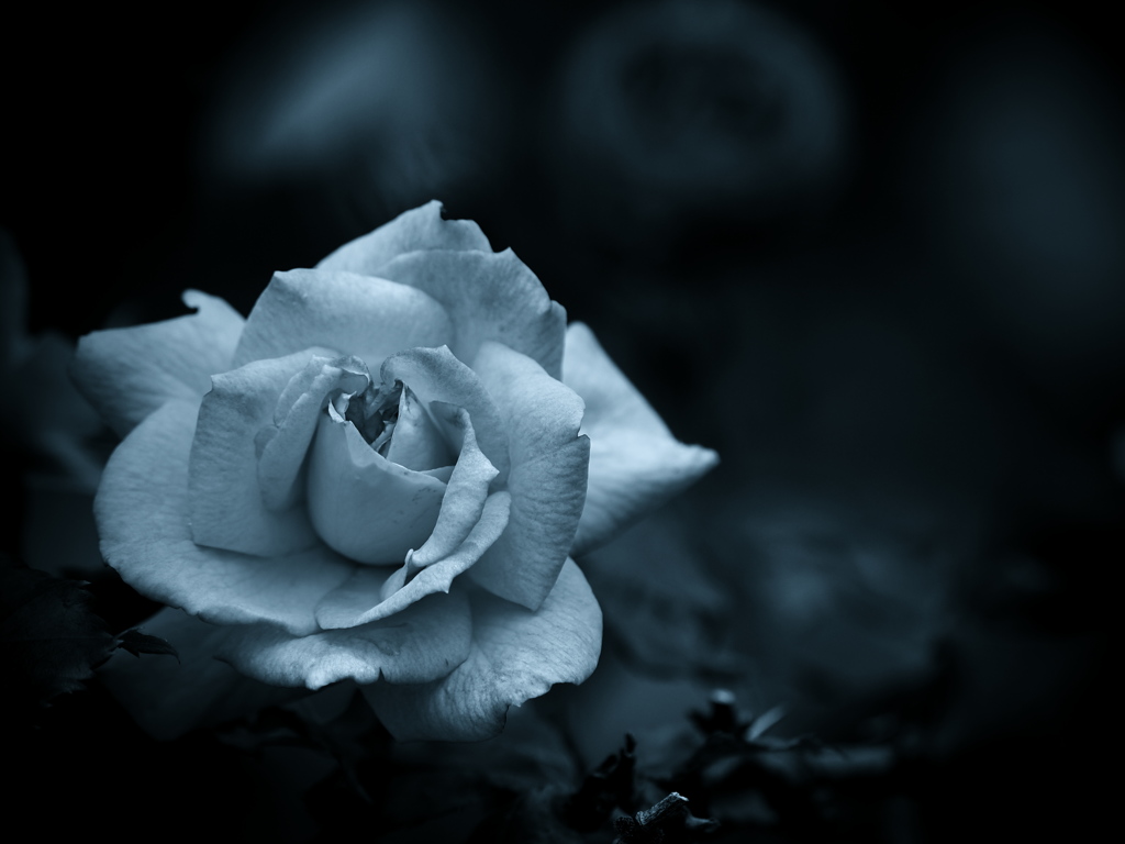 モノトーンの記憶 - 過ぎし日の薔薇 -  ⑥