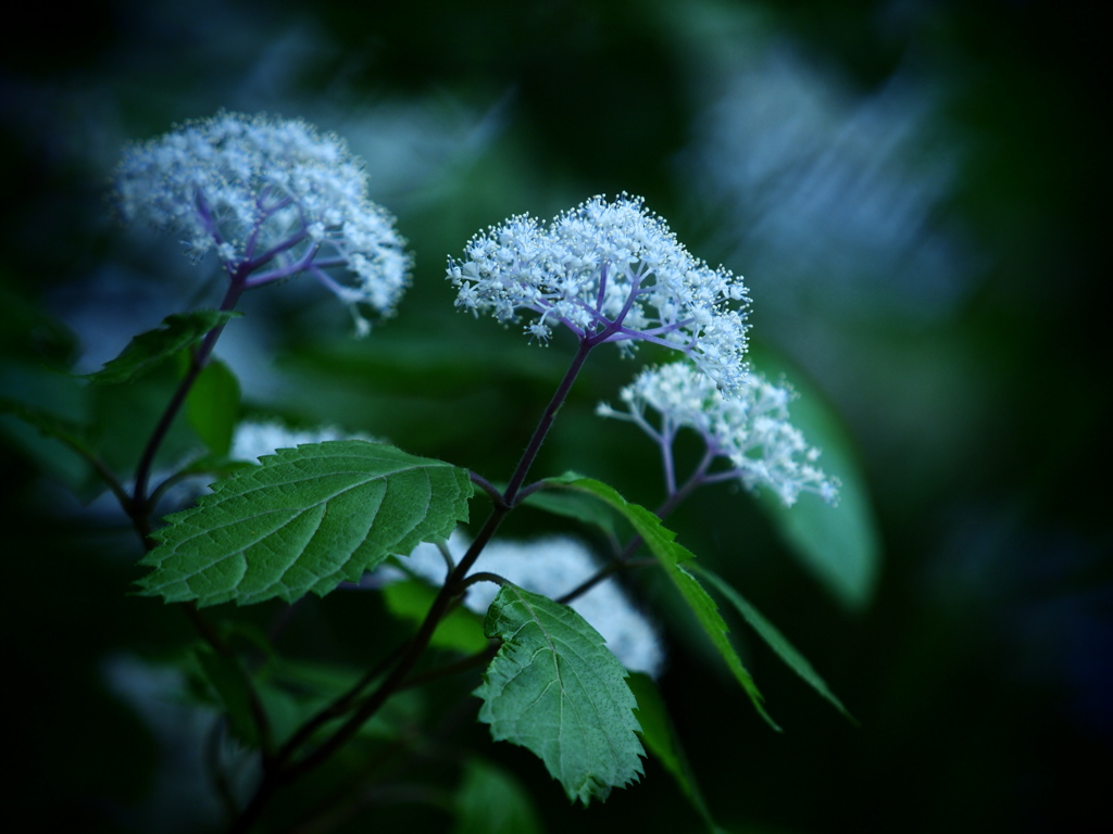 小さき者たちの囁き  - 小紫陽花 -  ①