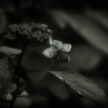 枯れ華 ② ～枯れ紫陽花～