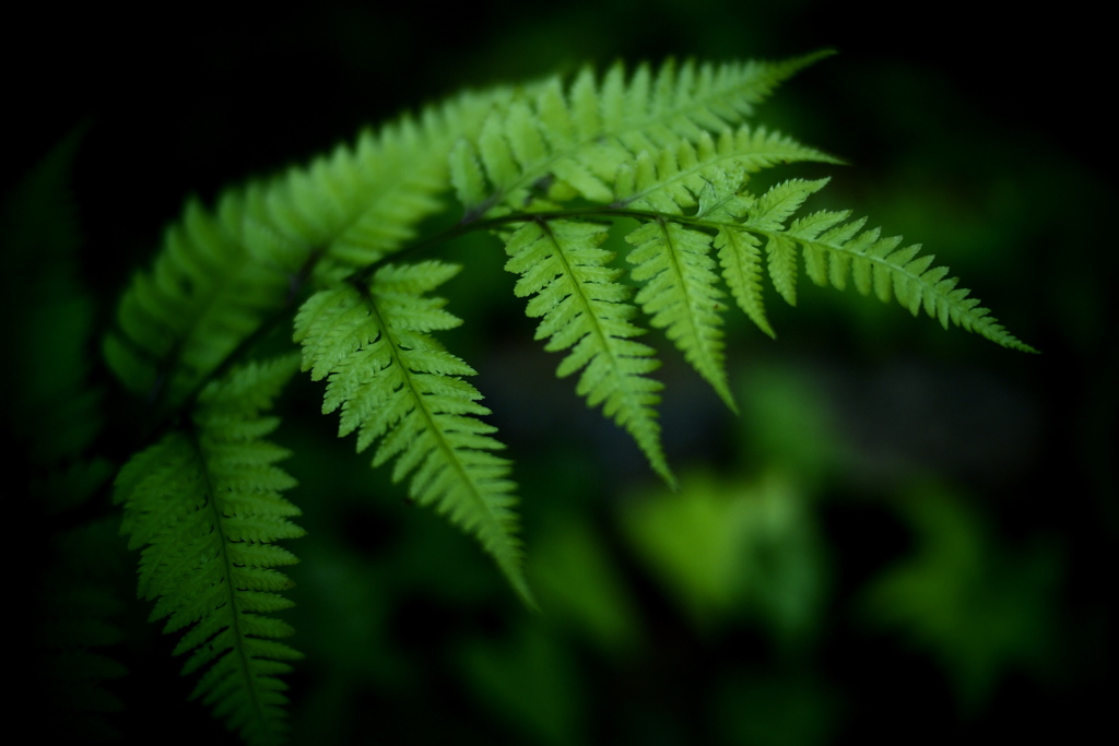 シダ -安息の緑-