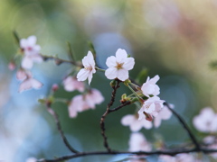 ぱすてる桜
