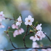 ぱすてる桜