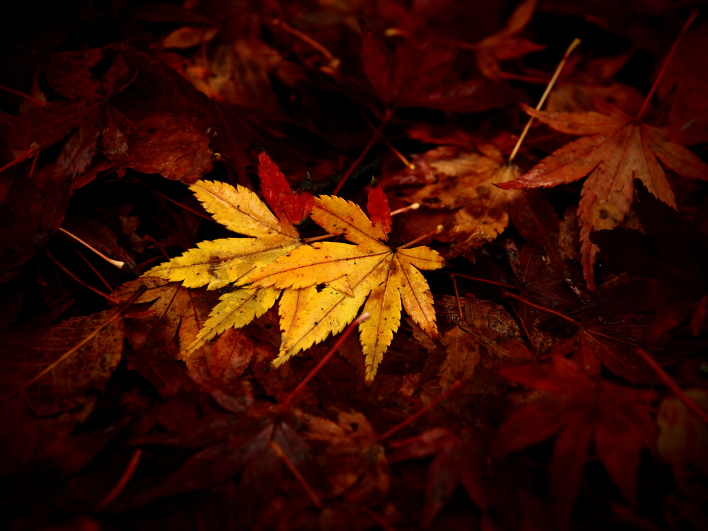 降り積もる秋の色