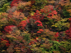 秋・極彩の森 ②