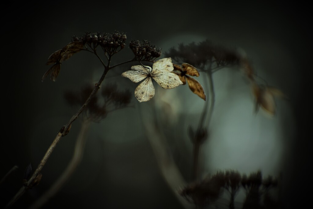 渇きの森 其の弐 ～枯れ紫陽花～