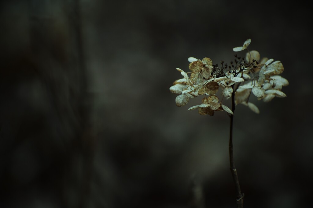渇きの森 其の参 ～枯れ紫陽花～