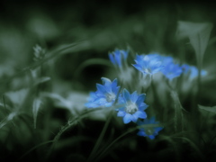 May's Blue Fairies