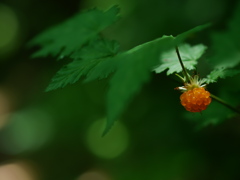 一粒の誘惑・紅葉苺(モミジイチゴ)