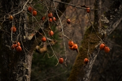 静かに秋の余韻  ～残り柿～