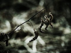 dead leaves