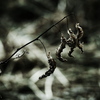 dead leaves
