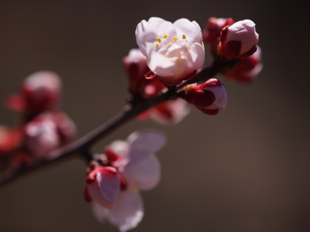この春生まれ♡　①