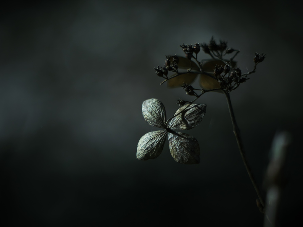 老い花 ～枯れ紫陽花～