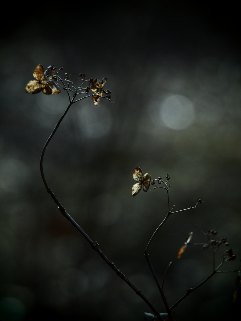 花の記憶 ～枯れ紫陽花～ 其の十一