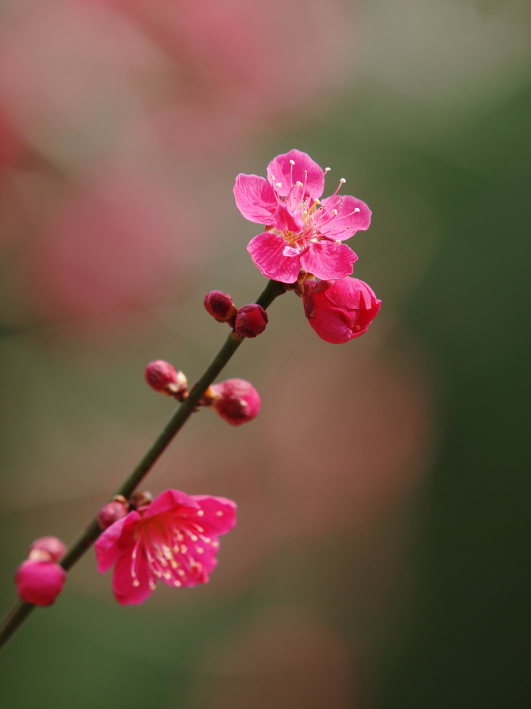 上昇志向