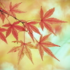 夢現・ゆめうつつ