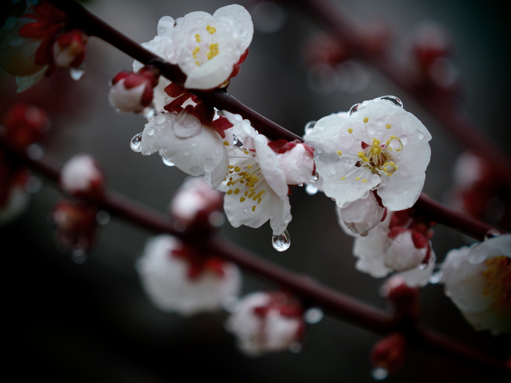 試練の雨 ～白梅～