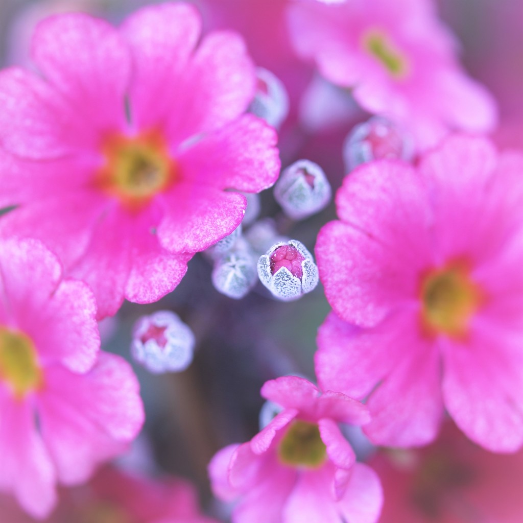 ♡Prettily Cupped Buds  ③