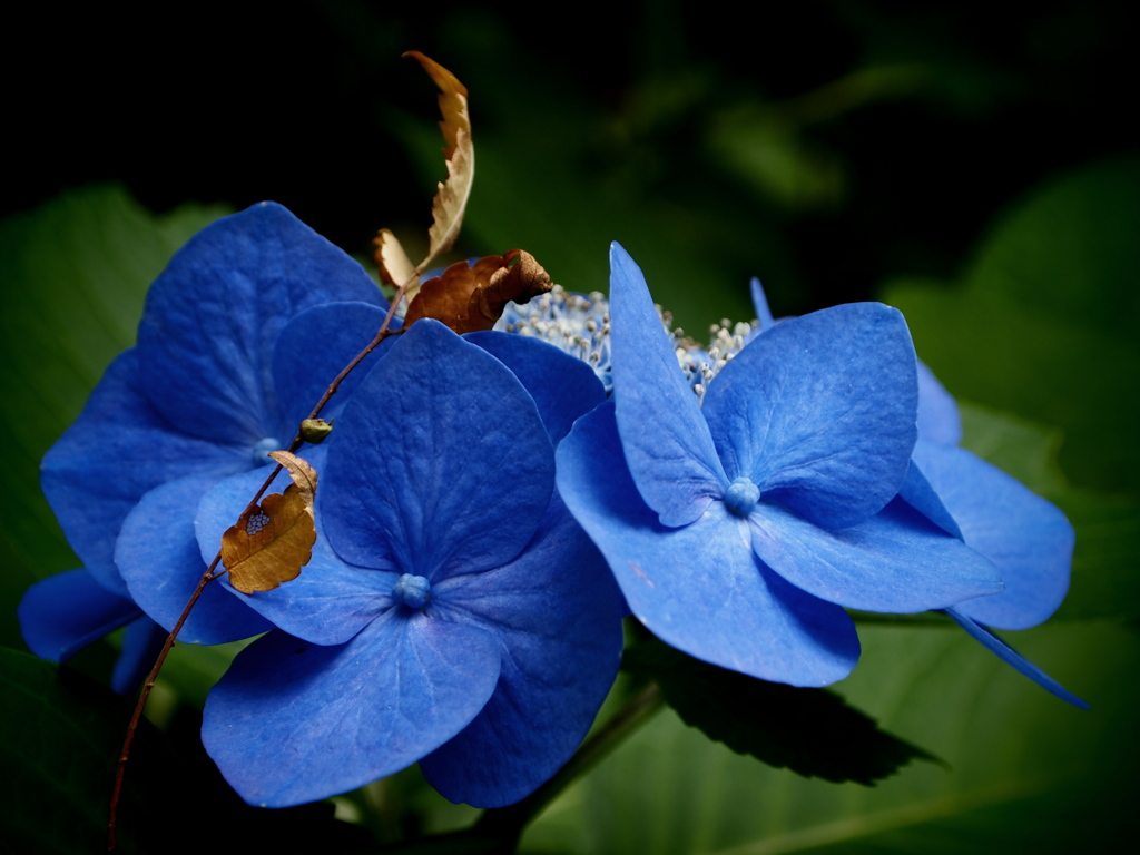 Blue & Brown