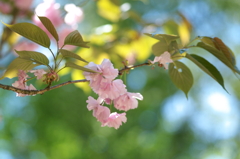 ぱすてる色の春・八重桜 ②