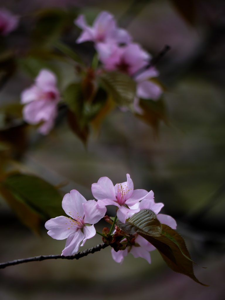 桜・identity ②