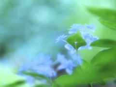 陽と雨と風の恵み