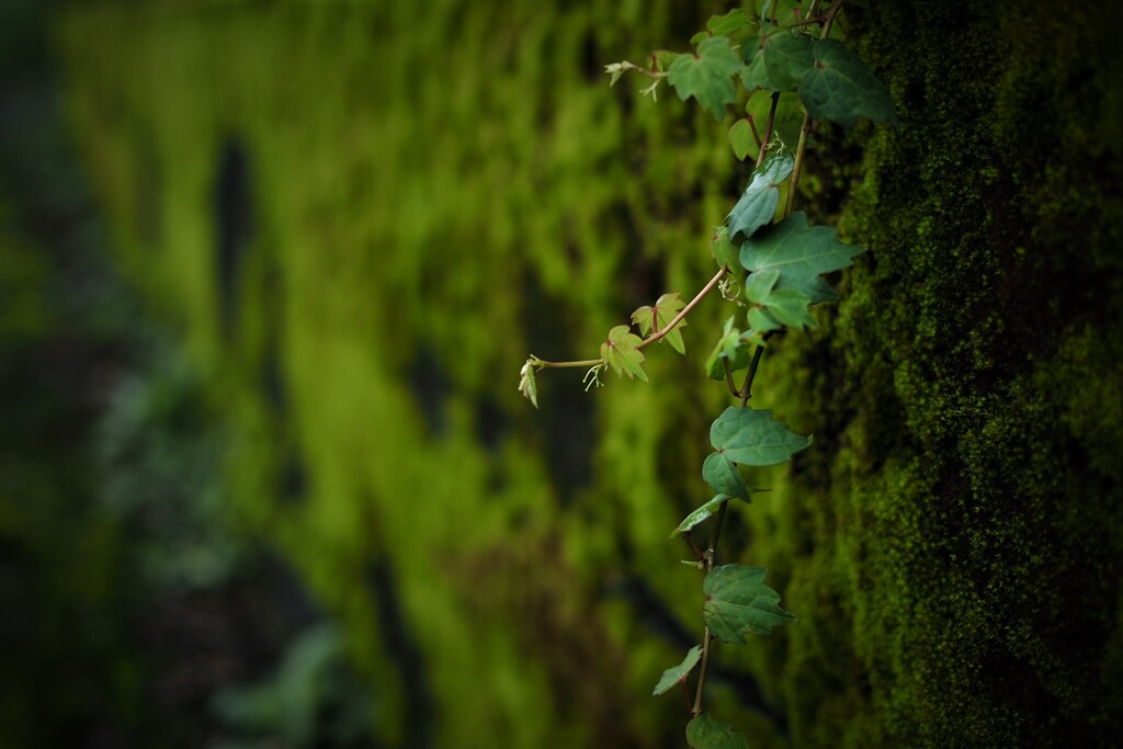 苔生す石塀