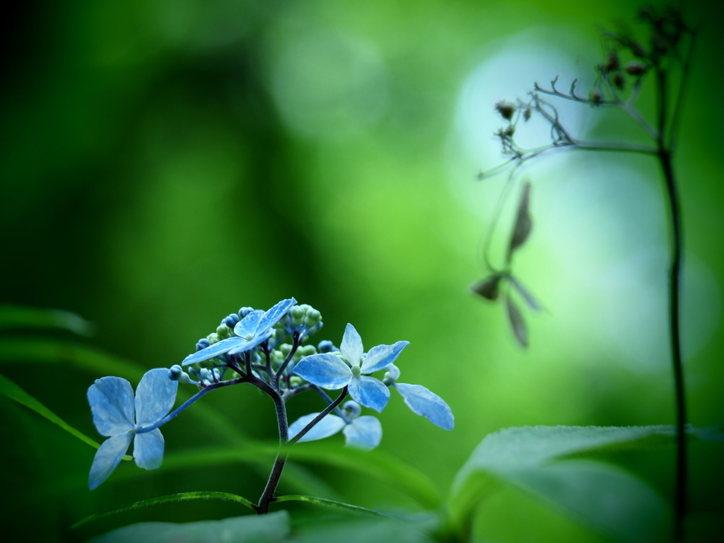 紫陽花  -共存-  ①