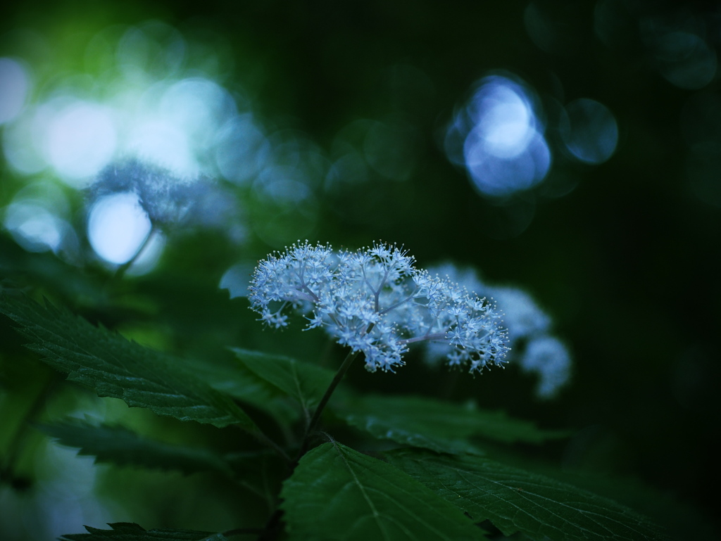 光と影の狭間で  ～小紫陽花～