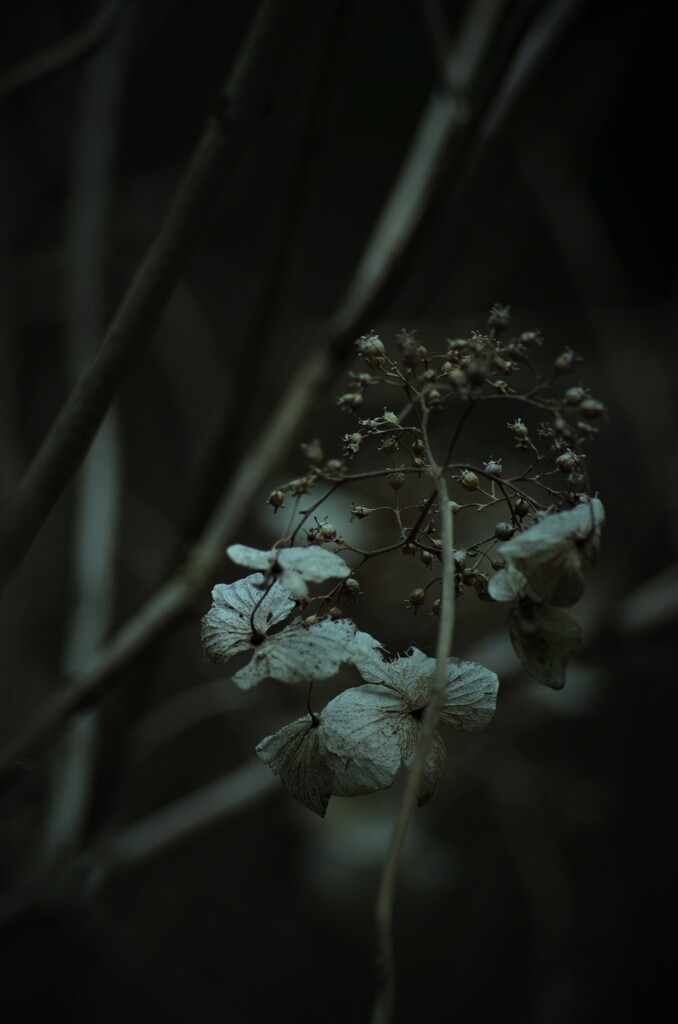 回想  ～枯れ紫陽花～ ①