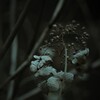 回想  ～枯れ紫陽花～ ①
