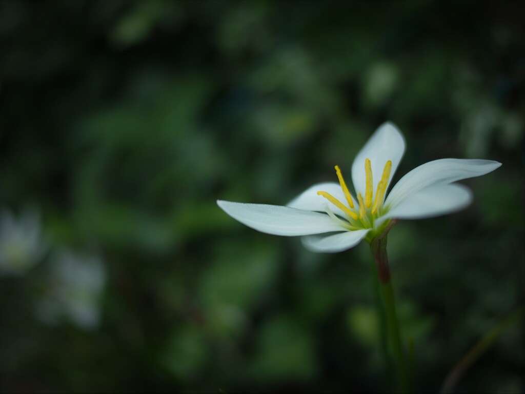 漂う花弁 ～玉簾 たますだれ～